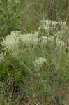 Roundleaf thoroughwort